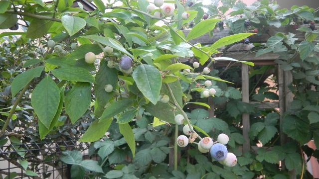 画像: 夏の収穫